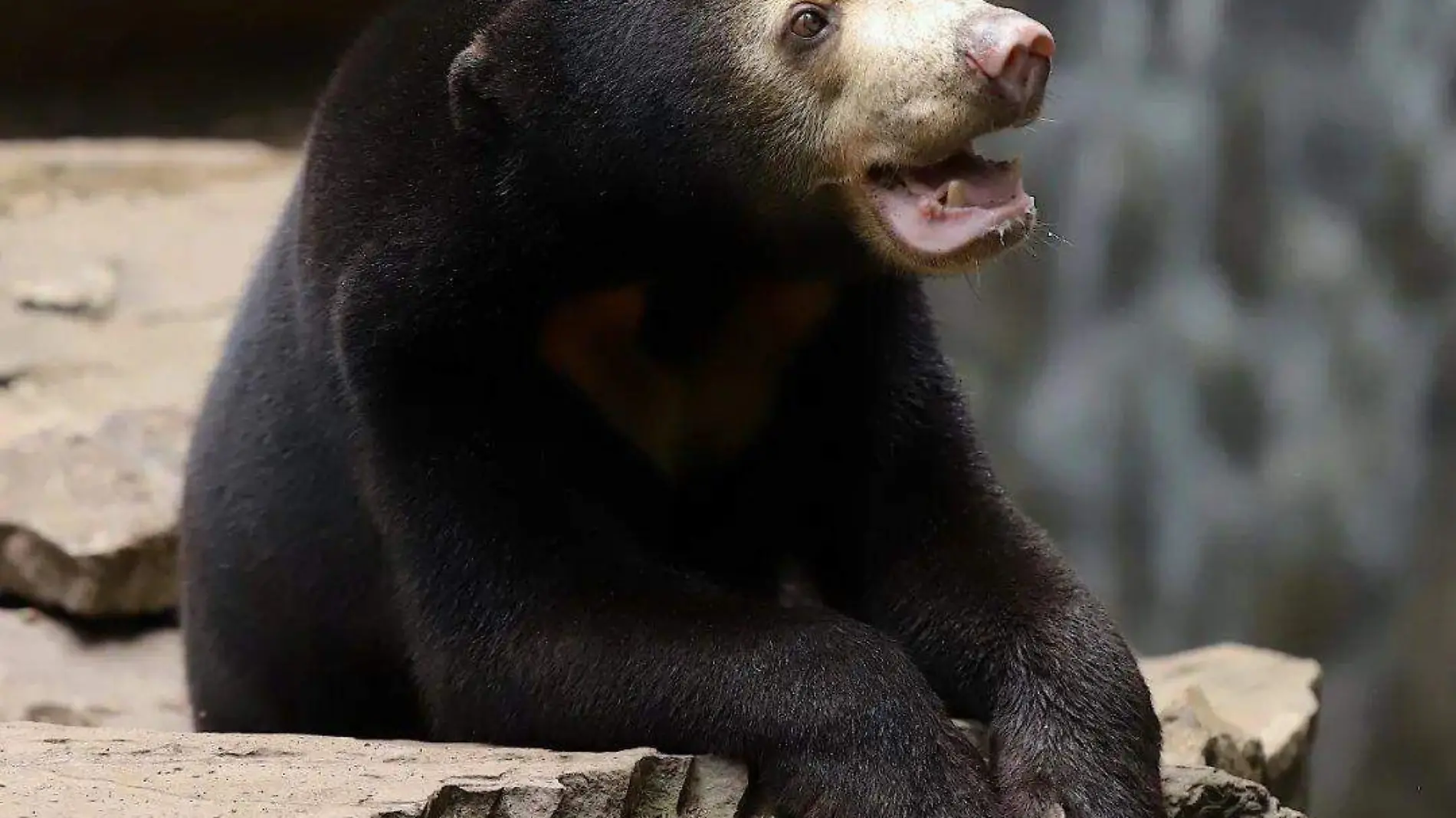 Zoológico de China responde que sí son animales y no personas disfrazadas tras video viral